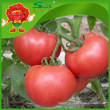 Tomates frescos da China